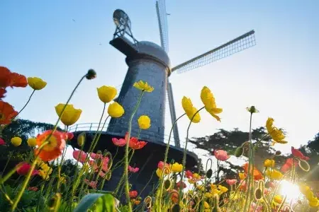 Tulips bloom beneath one of 金门公园's famous windmills.